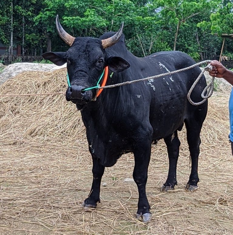 तनहुँमा हलगोरु पाल्ने किसानलाई १० हजार रुपैयाँ अनुदान दिइने