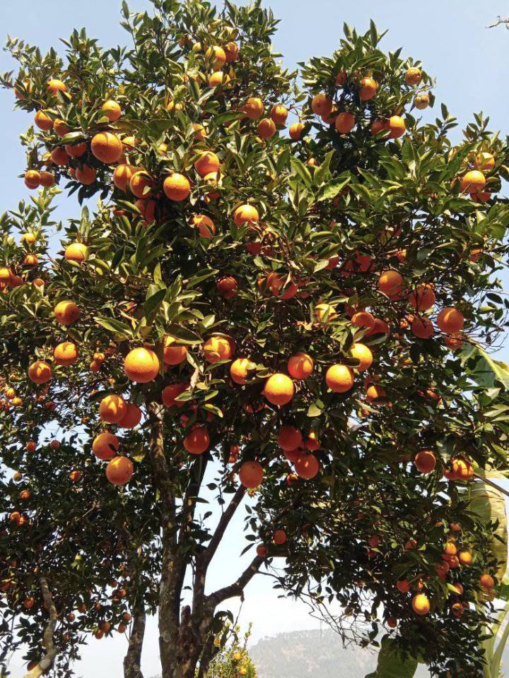 गण्डकी प्रदेशमा तीन अर्बको सुन्तला उत्पादन,यस वर्ष १० प्रतिशत उत्पादन वृद्धि
