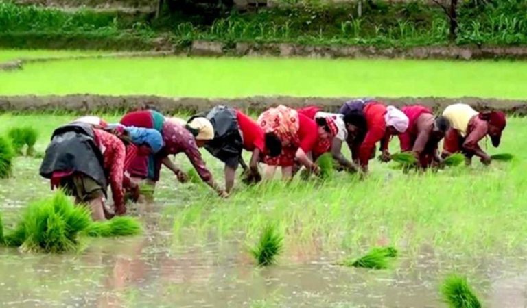 असार १५ सम्म पर्वतमा करिब १५ प्रतिशत रोपाई