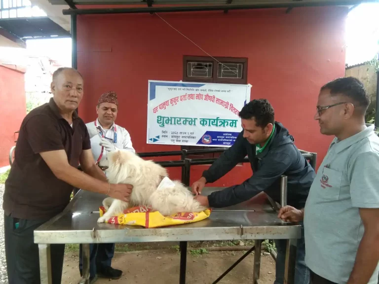बागलुङमा कुकुर दर्ता अभियान,कुकुरलाई निशुल्क खोप र औषधि वितरण