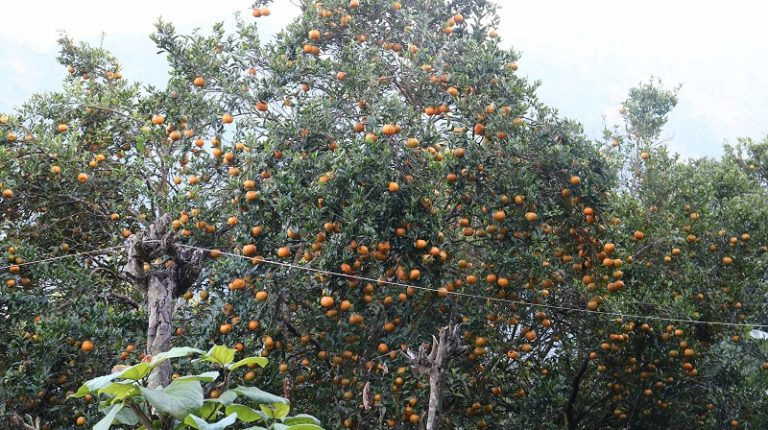 एउटै वडामा झन्डै ३ करोड रुपैयाँको सुन्तला उत्पादन