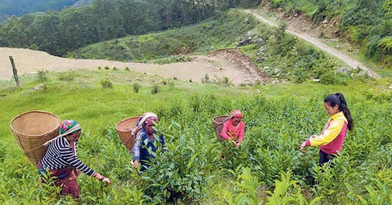 दक्ष जनशक्तिको अभावमा महाशिला–६,फलामखानीमा लगाइएको चियाखेती अलपत्र