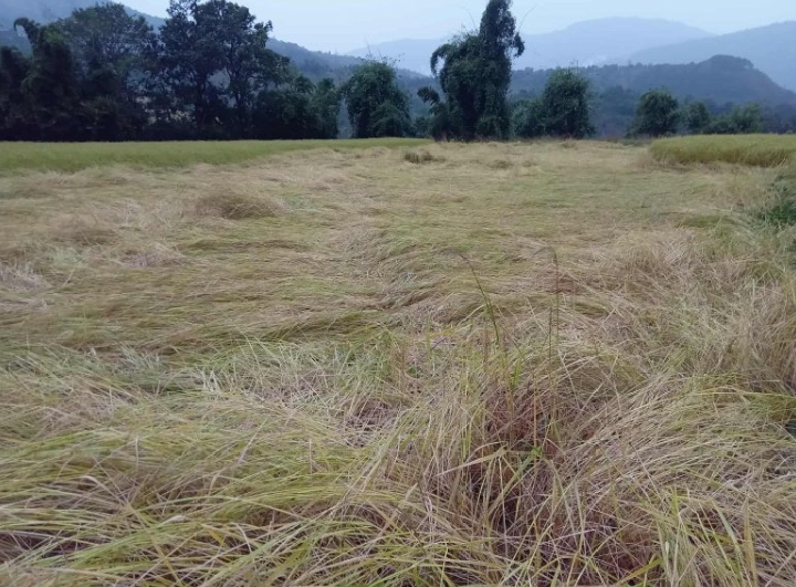 पर्वतमा बेमौसमी बर्षाले धानबालीमा क्षति,पैंयु र बिहादी गाउँपालिकाले कृषकहरुलाई राहत दिने