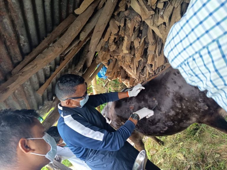 पर्वतका पशुमा लम्की स्किन रोगको लक्षण: खोपसँगै नमूना परीक्षा गरिदै
